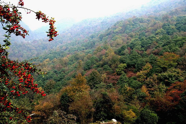 普定楓林火焰山原始植物保護區(qū)
